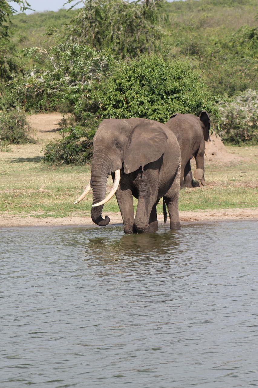 Rytų Afrikos,  Safari,  Kenija,  Dramblys, Nemokamos Nuotraukos,  Nemokama Licenzija