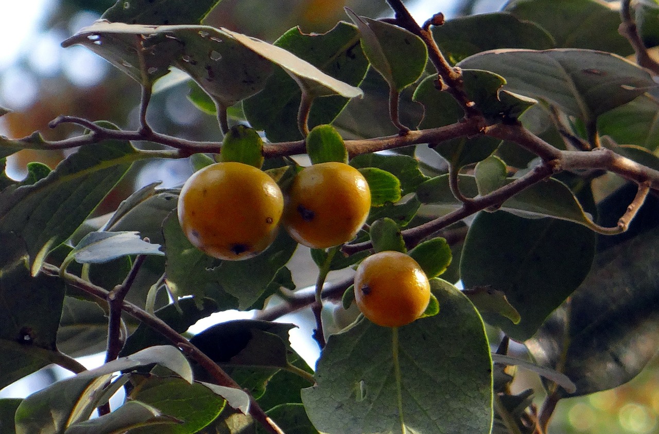 Rytų Indų Juodmedis, Diospyros Melanoxylon, Tendu, Kendu, Vaisiai, Lapai, Indija, Nemokamos Nuotraukos,  Nemokama Licenzija