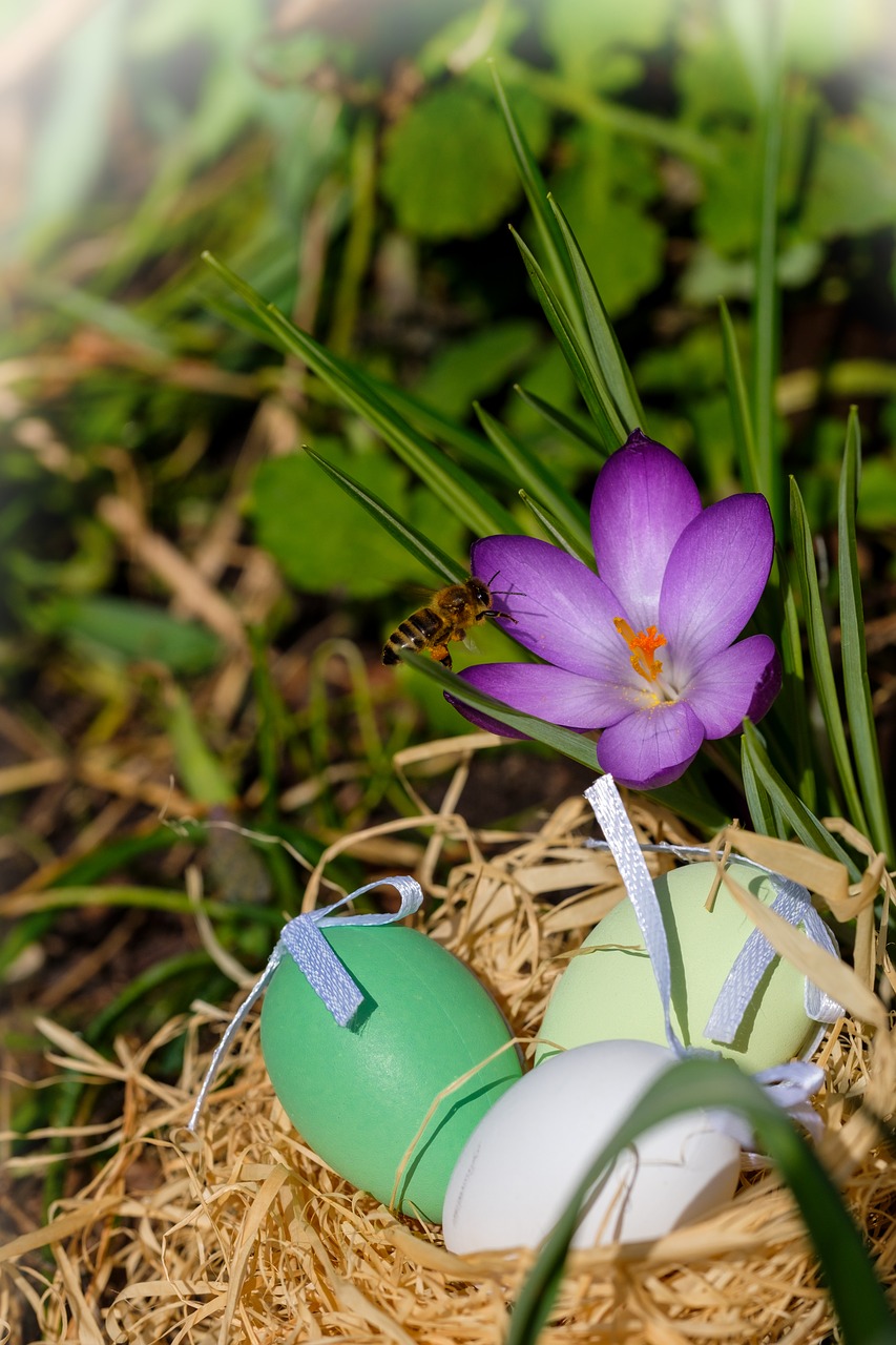 Velykų Kiaušiniai,  Kiaušinis,  Lizdas,  Velykų Lizdas,  Velykos,  Crocus,  Pavasaris,  Gėlė,  Žemėlapis,  Osterkarte