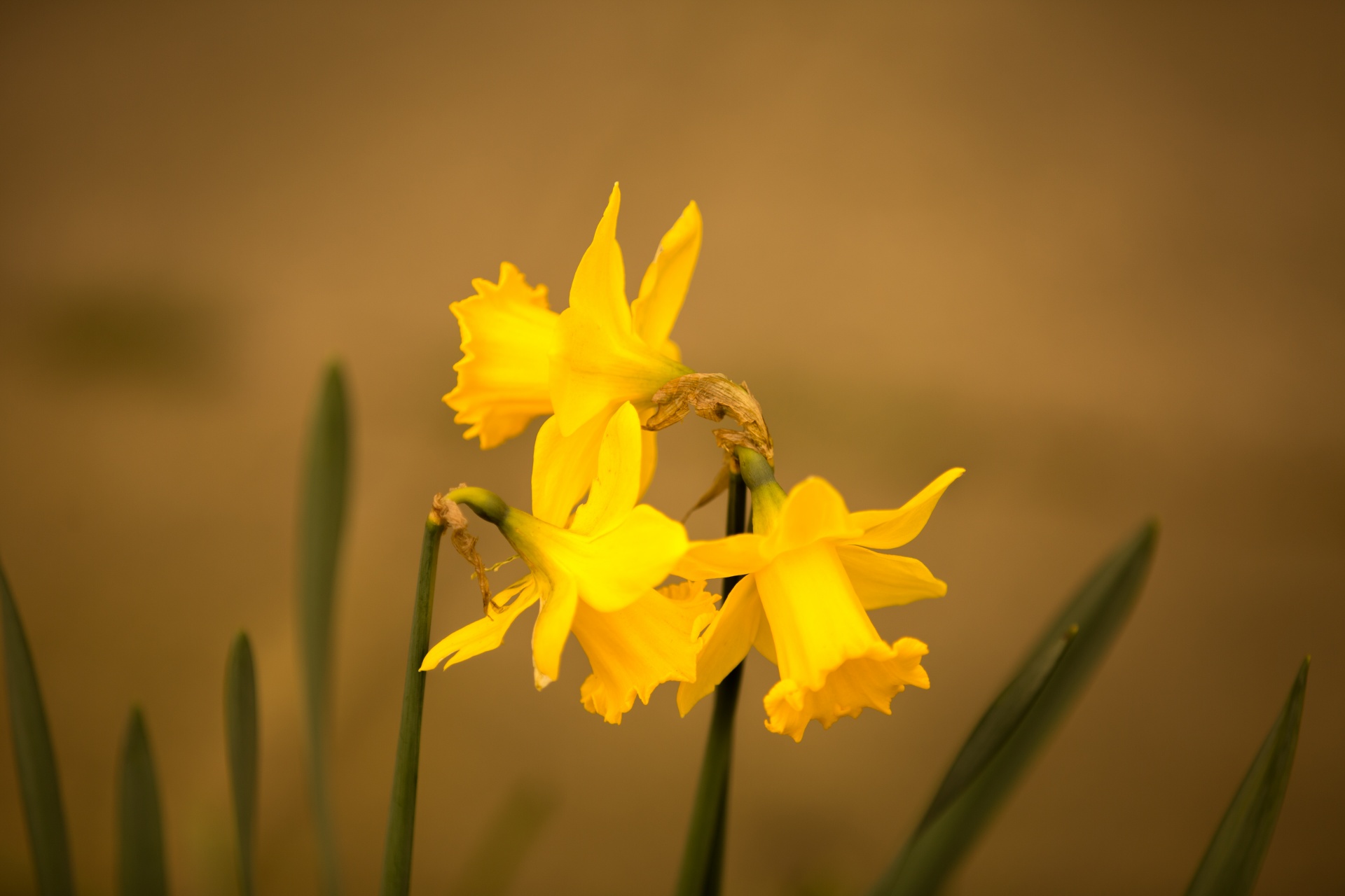 Gražus,  Grožis,  Puokštė,  Budas,  Daffodil,  Velykos,  Laukas,  Gėlė,  Šviežumas,  Sodas