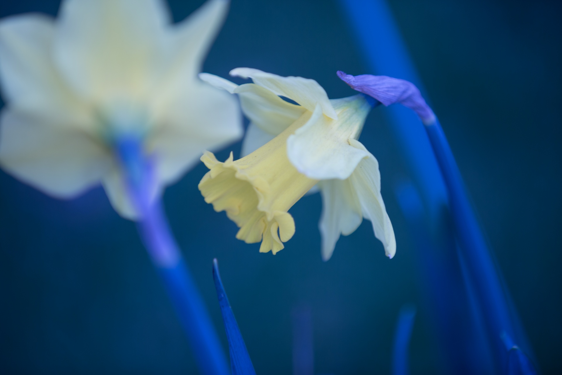 Gražus,  Grožis,  Puokštė,  Budas,  Daffodil,  Velykos,  Laukas,  Gėlė,  Šviežumas,  Sodas