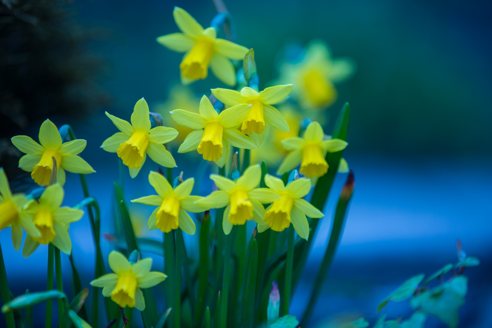 Gražus,  Grožis,  Puokštė,  Budas,  Daffodil,  Velykos,  Laukas,  Gėlė,  Šviežumas,  Sodas