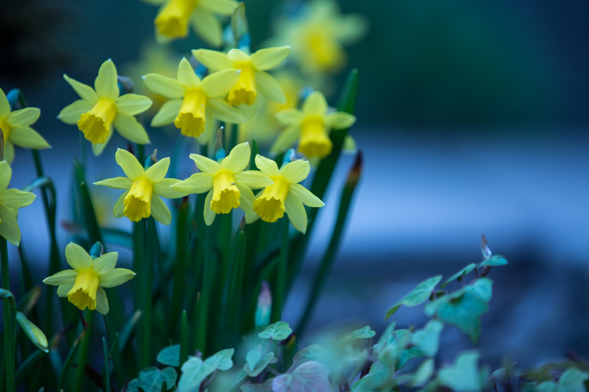 Gražus,  Grožis,  Puokštė,  Budas,  Daffodil,  Velykos,  Laukas,  Gėlė,  Šviežumas,  Sodas