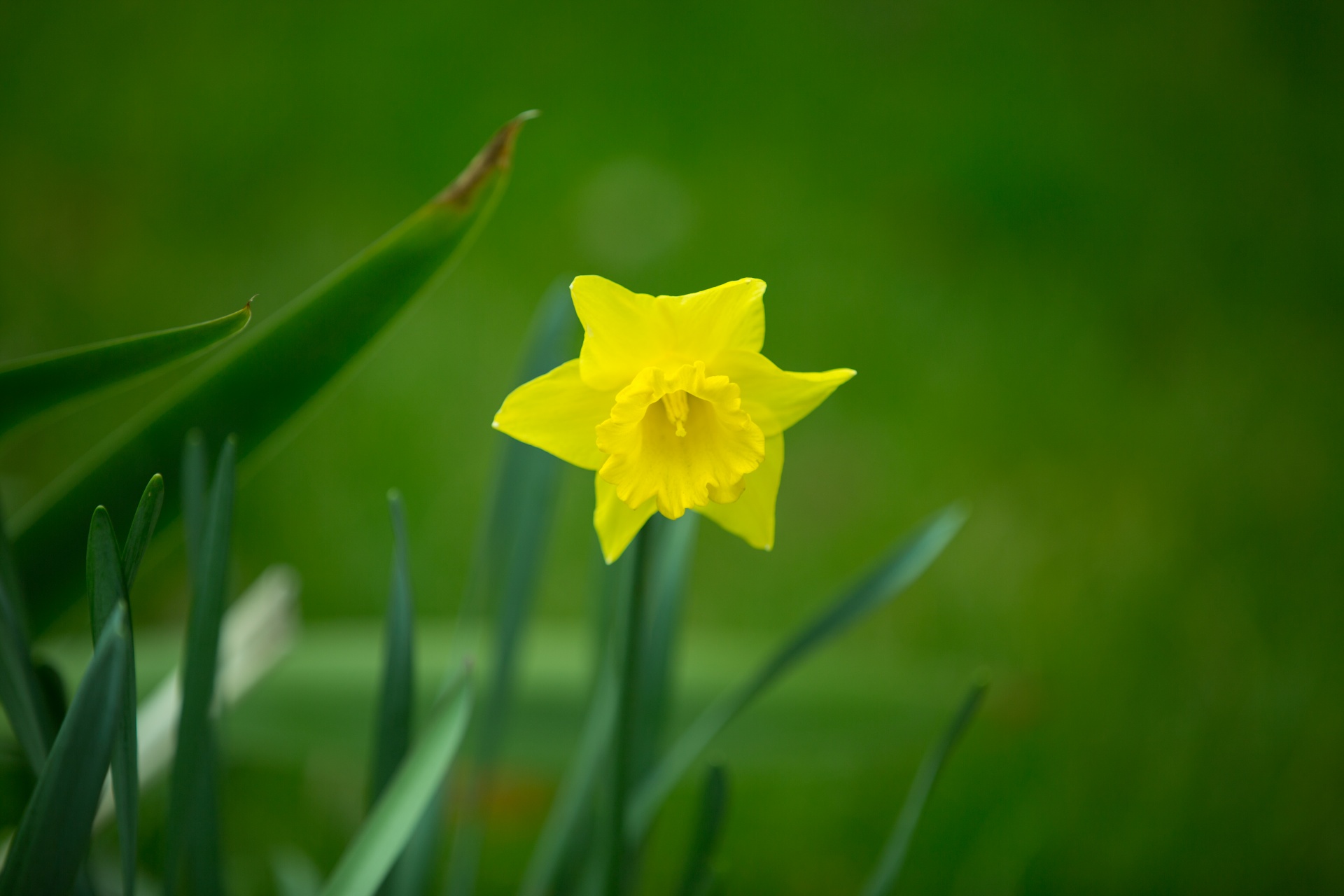 Gražus,  Grožis,  Puokštė,  Budas,  Daffodil,  Velykos,  Laukas,  Gėlė,  Šviežumas,  Sodas