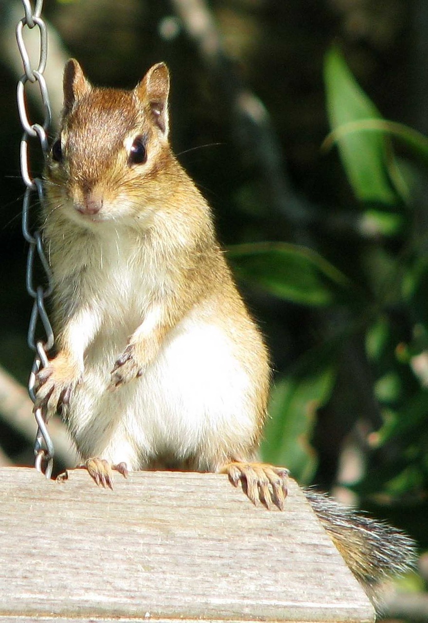 Rytinė Burundukas, Tamias Striatus, Didžiausios Burundukinės Rūšys, Moneymore, Ontarijas, Kanada, Nemokamos Nuotraukos,  Nemokama Licenzija