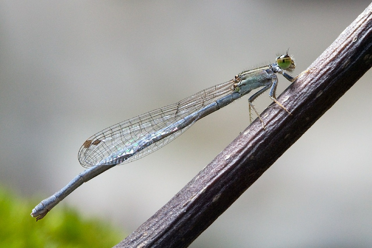 Rytinė Dobilė Damselfly, Moteris, Uždaryti, Makro, Klaida, Lazda, Sėdi, Gamta, Vabzdys, Nemokamos Nuotraukos