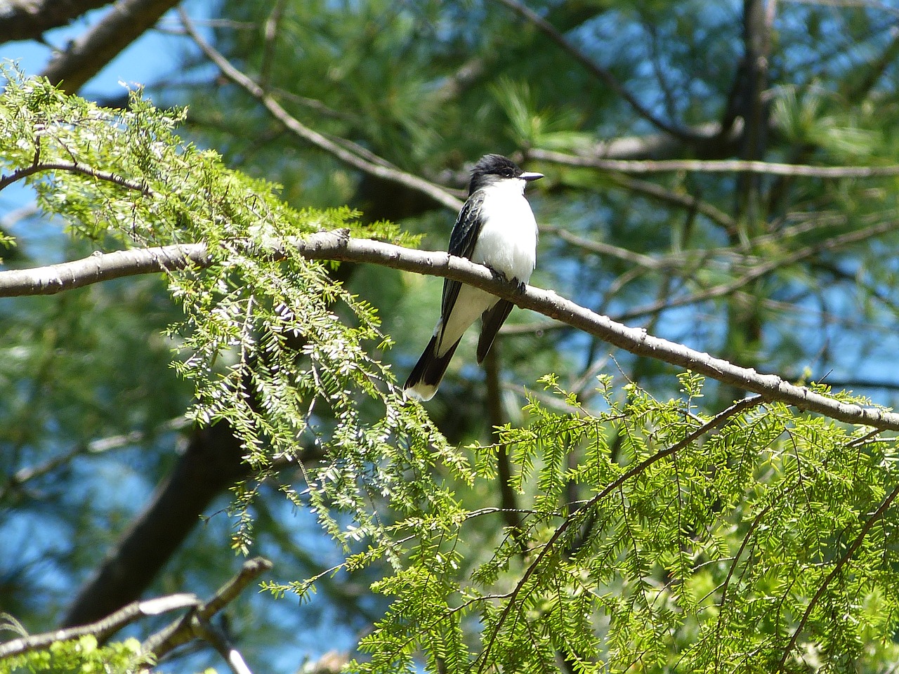 Rytinė Karališkoji Paukštis, Laukinė Gamta, Perching, Flycatcher, Nemokamos Nuotraukos,  Nemokama Licenzija