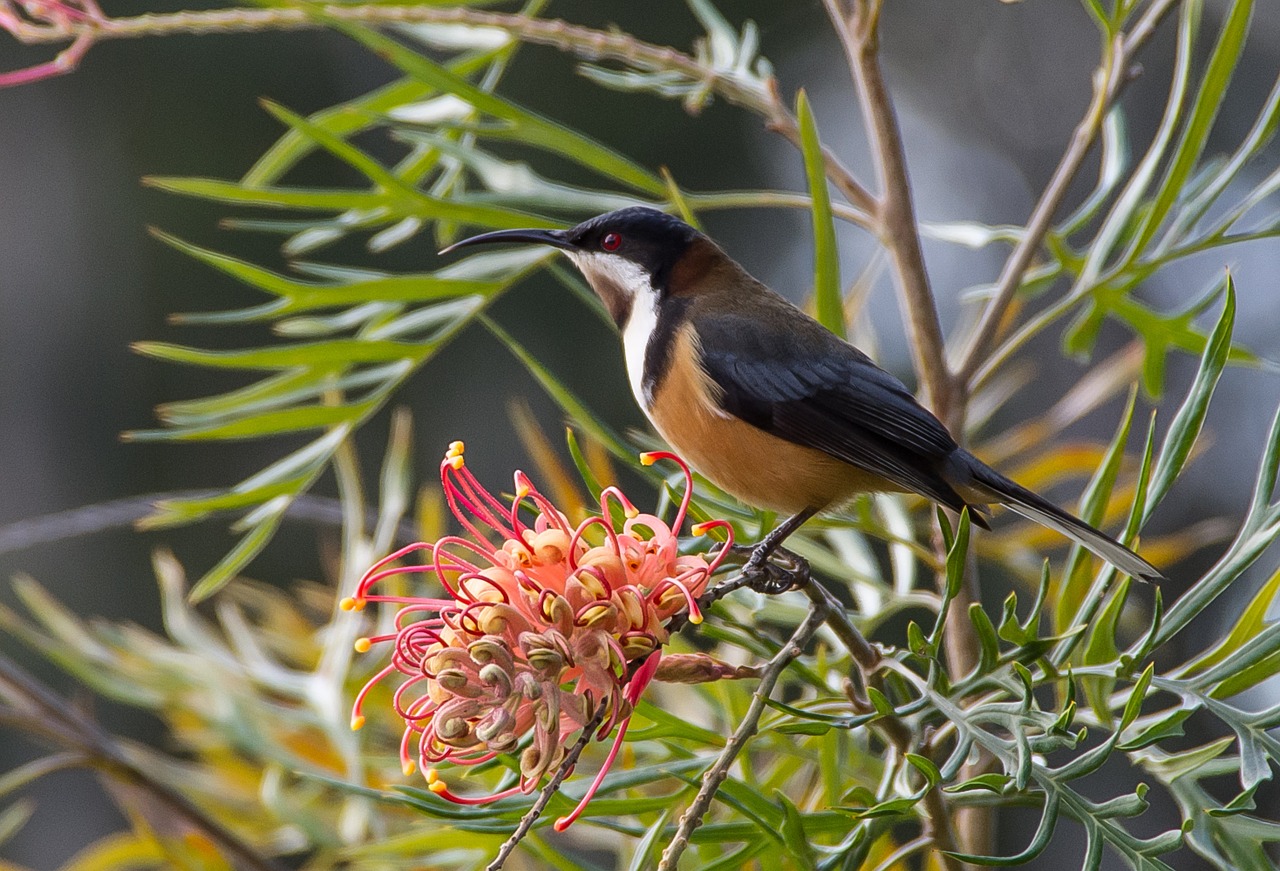 Rytinė Spinebill, Spinebill, Acanthorhynchus Tenuirostris, Paukštis, Nektaras, Honeyeater, Ruda, Balta, Juoda, Gimtoji