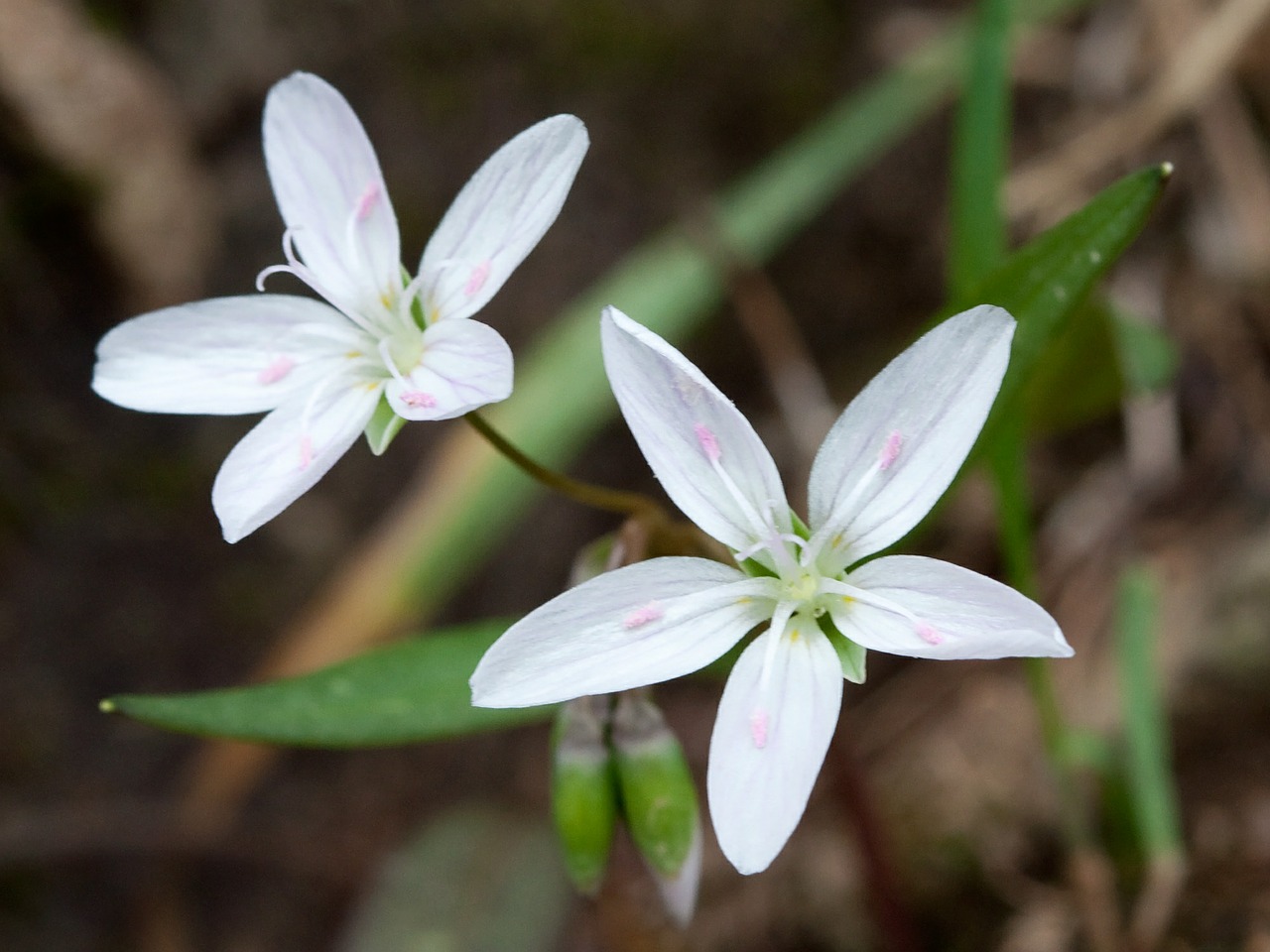 Rytų Pavasario Grožis, Gėlė, Claytonia Virginica, Augalas, Žydi, Žiedai, Žolinis, Fėja Spud, Nemokamos Nuotraukos,  Nemokama Licenzija