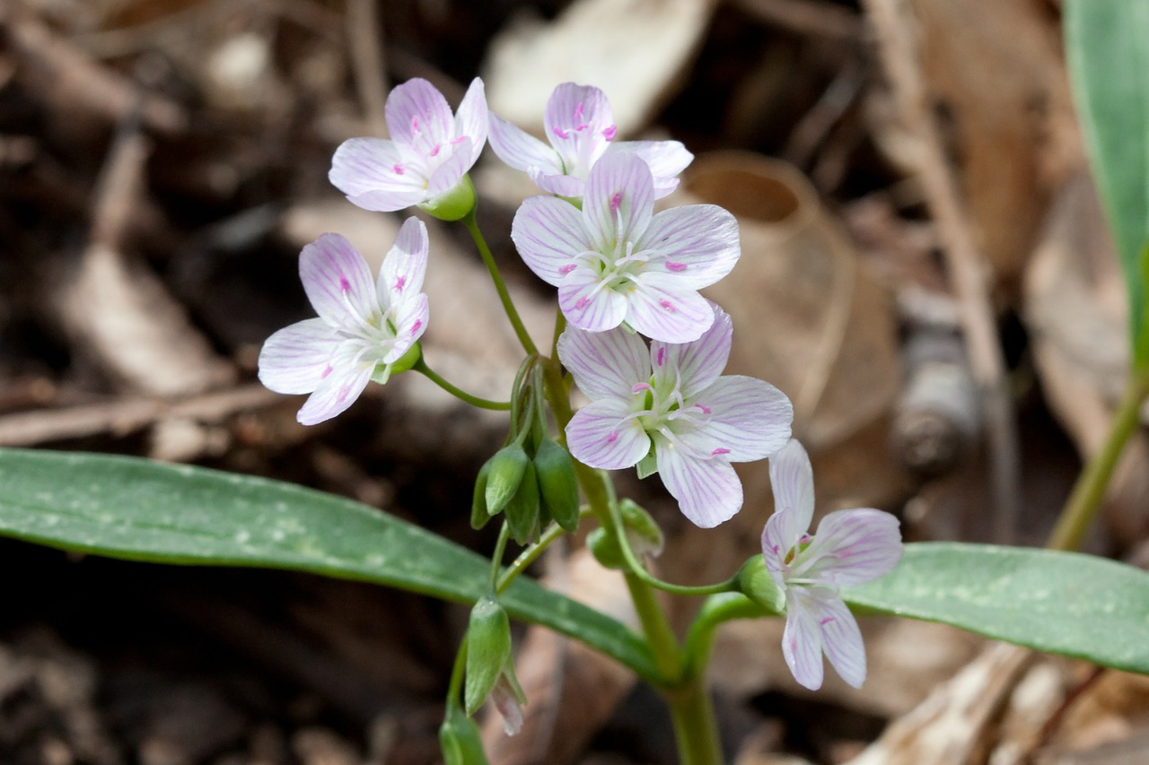 Rytų Pavasario Grožis, Gėlė, Claytonia Virginica, Augalas, Žydi, Žiedai, Žolinis, Fėja Spud, Nemokamos Nuotraukos,  Nemokama Licenzija