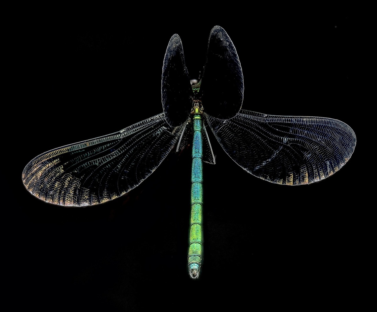 Ebony Jewelwing Damselfly, Vabzdys, Makro, Montuojamas, Iš Arti, Portretas, Sparnai, Gamta, Laukinė Gamta, Trapi