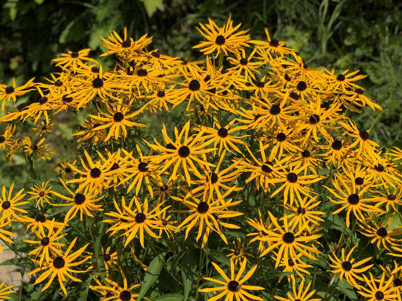 Echinacea,  Geltona,  Gėlės,  Gyvūnija,  Pobūdį,  Augalų,  Medicinos, Nemokamos Nuotraukos,  Nemokama Licenzija