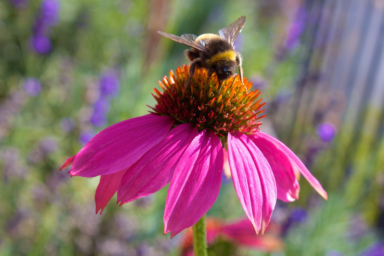 Echinacea, Hummel, Saulės Skrybėlė, Gamta, Flora, Fauna, Žiedas, Žydėti, Vabzdys, Vasara