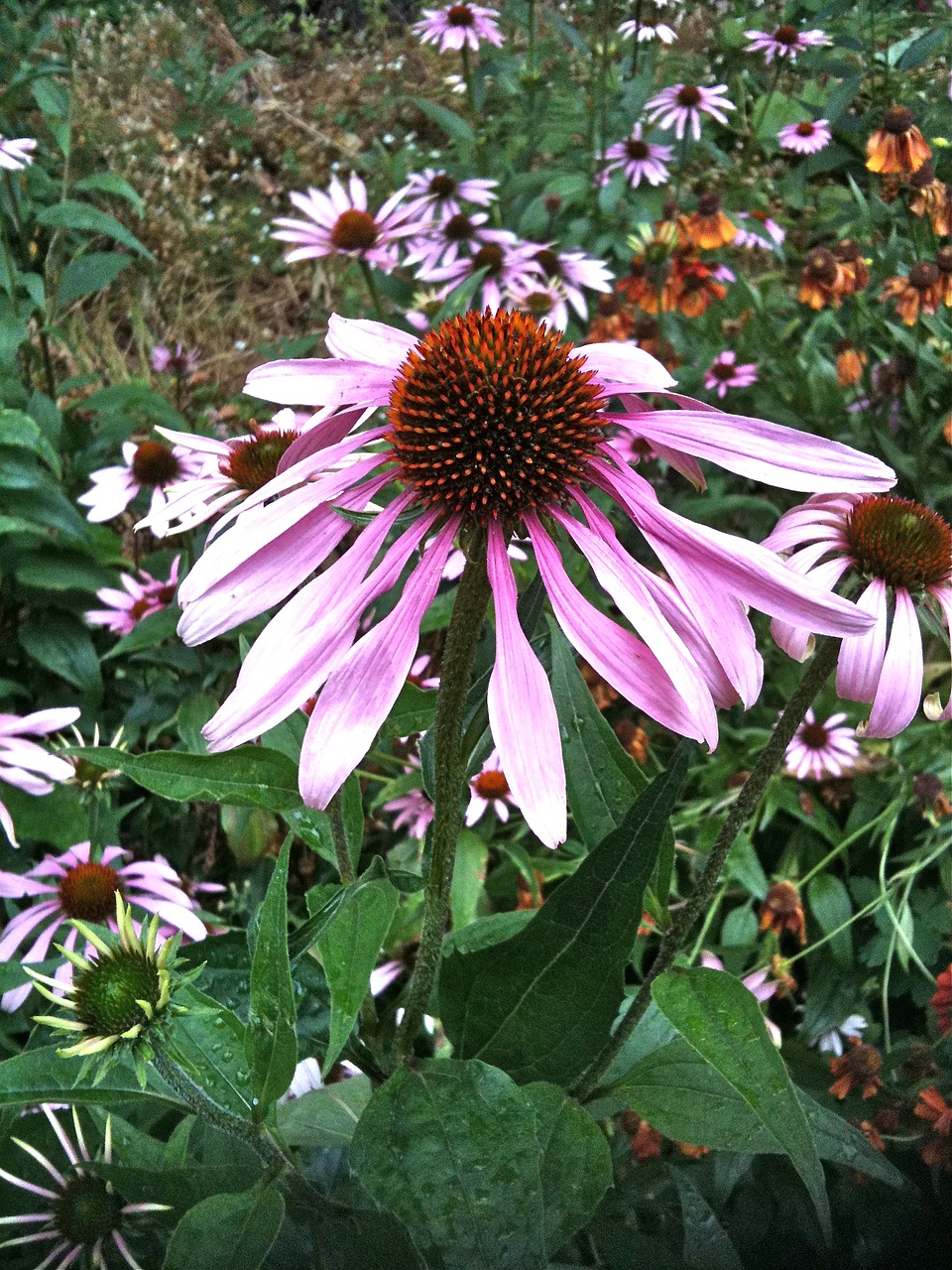 Echinacea, Žolė, Medicinos, Žolelių, Augalas, Gėlė, Vaistažolių Medicina, Gijimas, Nemokamos Nuotraukos,  Nemokama Licenzija