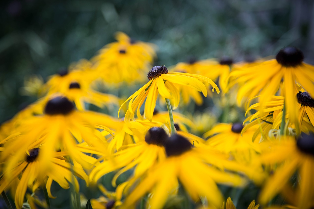 Echinacea, Geltona Ragana, Žiedas, Žydėti, Sodas, Geltona, Uždaryti Vasaros Sodą, Nemokamos Nuotraukos,  Nemokama Licenzija