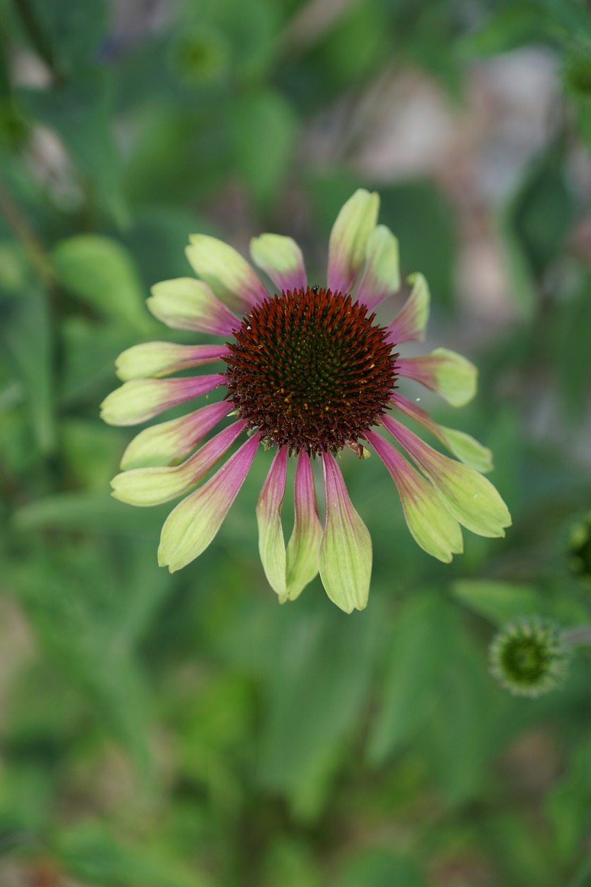 Echinacea, Gėlė, Sodas, Vasara, Sodo Augalas, Grožis, Gamta, Žydi, Violetinė Voveraitė, Nemokamos Nuotraukos