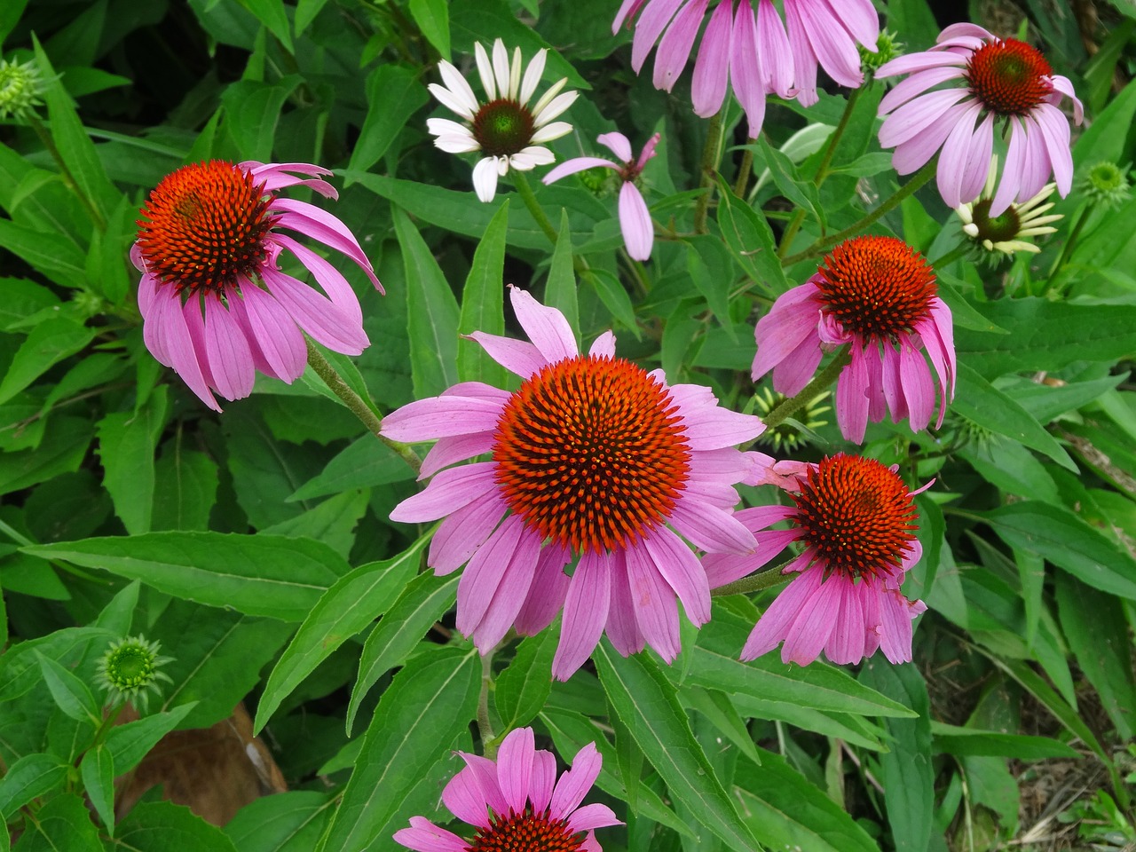 Echinacea, Gėlė, Vaistažolių Gėlė, Nemokamos Nuotraukos,  Nemokama Licenzija