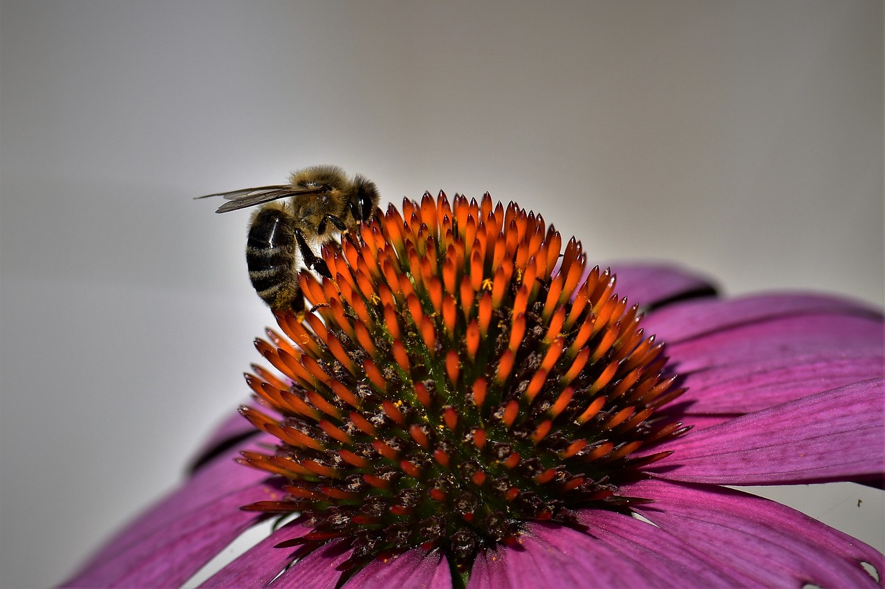 Echinacea, Bičių, Žiedas, Žydėti, Gėlė, Vabzdys, Saulės Skrybėlė, Gamta, Makro, Augalas