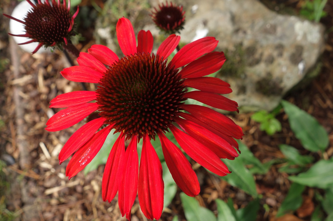 Echinacea, Augalas, Saulės Skrybėlė, Žiedas, Žydėti, Gamta, Echinacea Purpurea, Gėlė, Vasara, Sodas