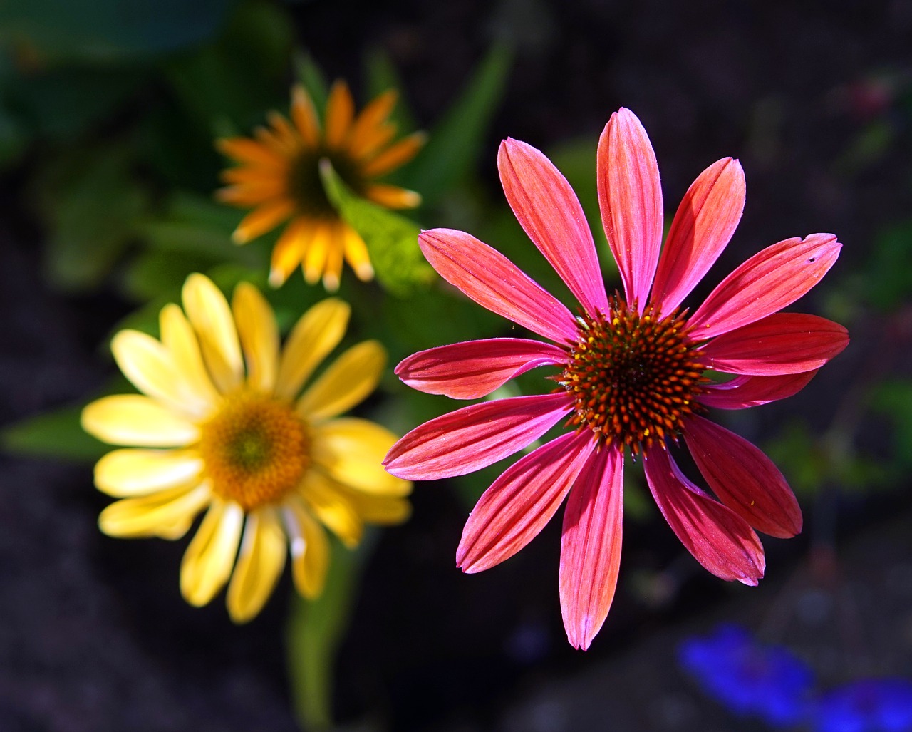 Echinacea,  Gėlė,  Žiedas,  Žydi,  Pobūdį,  Sodo Augalų,  Augmenija, Nemokamos Nuotraukos,  Nemokama Licenzija