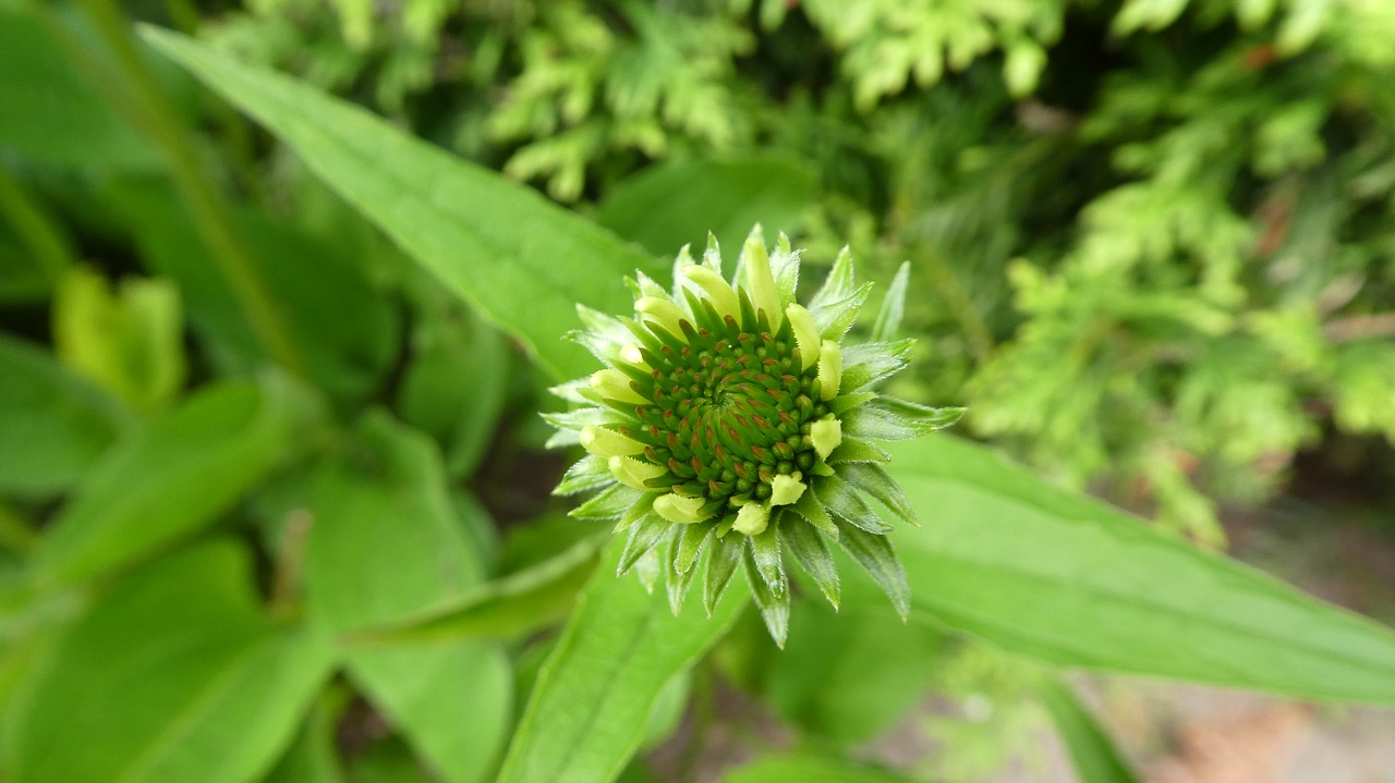 Echinacea,  Rudenį Ir Žiemos Sodas,  Žiedas,  Žydi,  Švelnus,  Pabudimas,  Augalas, Nemokamos Nuotraukos,  Nemokama Licenzija