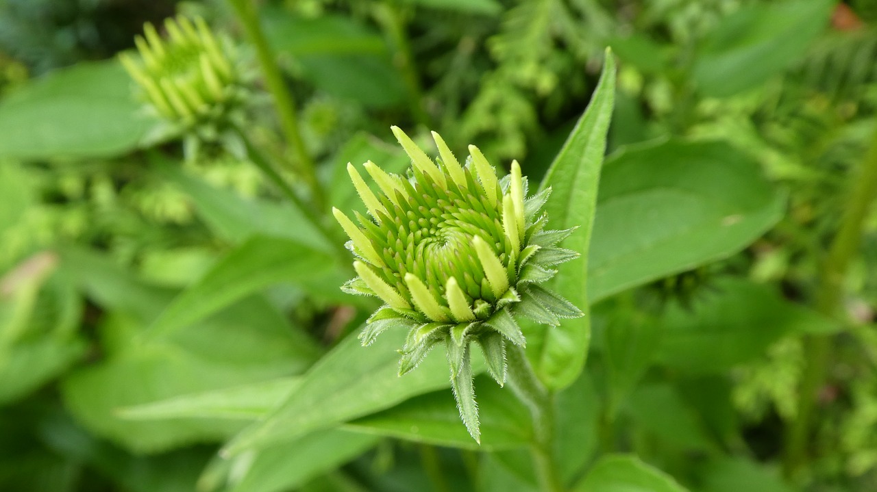 Echinacea,  Rudenį Ir Žiemos Sodas,  Žiedas,  Žydi,  Švelnus,  Pabudimas,  Augalas, Nemokamos Nuotraukos,  Nemokama Licenzija