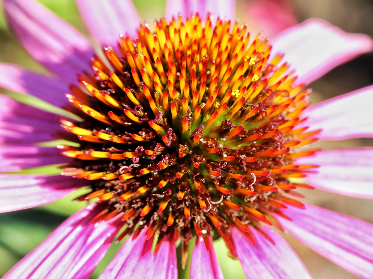 Echinacea,  Gėlė,  Žiedas,  Žydi,  Rožinis,  Makro,  Sodas,  Gėlės,  Gėlių,  Iš Arti