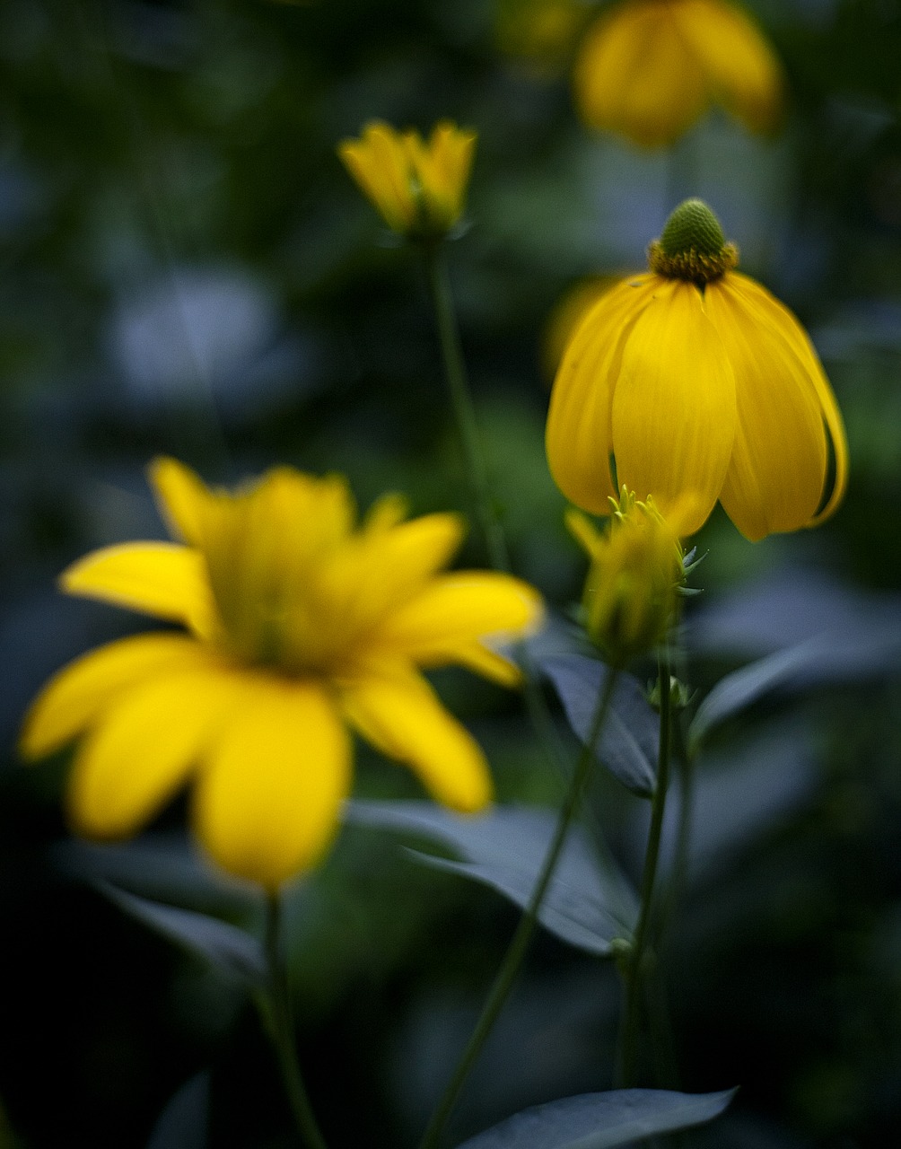 Echinacea,  Gėlė,  Geltona,  Ežiuolės,  Augalų,  Vasara,  Sodas,  Pobūdį,  Floros,  Gražus