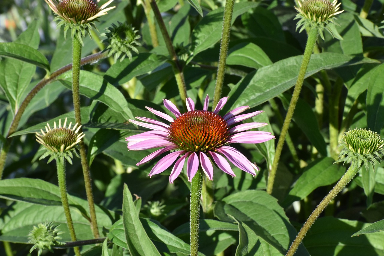 Echinacea,  Violetinė,  Krūmas,  Gėlės,  Žydi,  Sodas,  Pobūdį,  Metų,  Floros,  Vasara