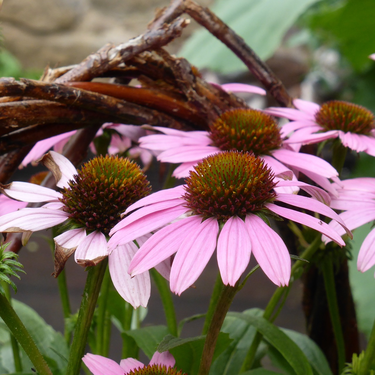 Echinacea, Saulės Skrybėlė, Gėlės, Rožinis, Augalas, Spalva, Flora, Vasara, Gėlė, Nemokamos Nuotraukos