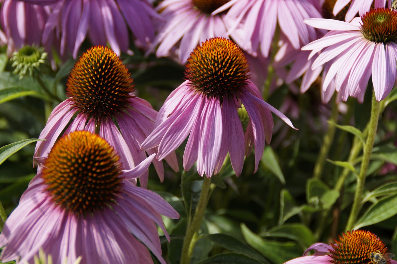 Echinacea, Gėlės, Saulės Skrybėlė, Flora, Rožinis, Augalas, Echinacea Purpurea, Violetinė, Vasara, Žydėti