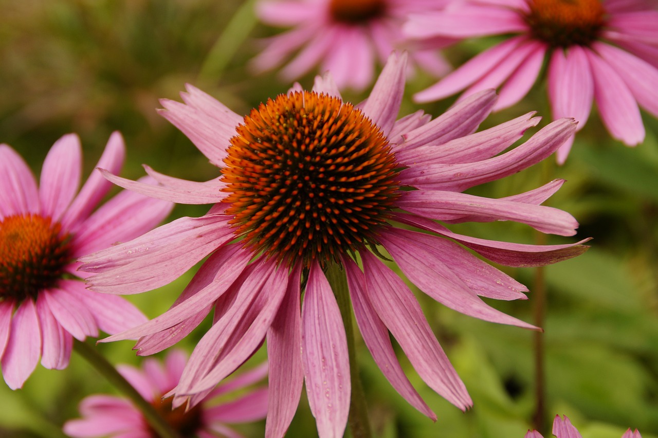 Echinacea, Saulės Skrybėlė, Žiedas, Žydėti, Gėlė, Rožinis, Gamta, Flora, Sodas, Augalas