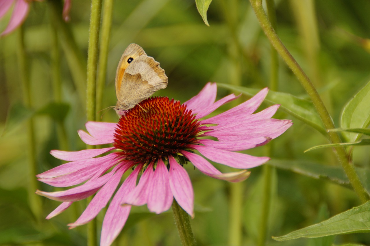 Echinacea, Saulės Skrybėlė, Žiedas, Žydėti, Gėlė, Rožinis, Gamta, Flora, Sodas, Augalas