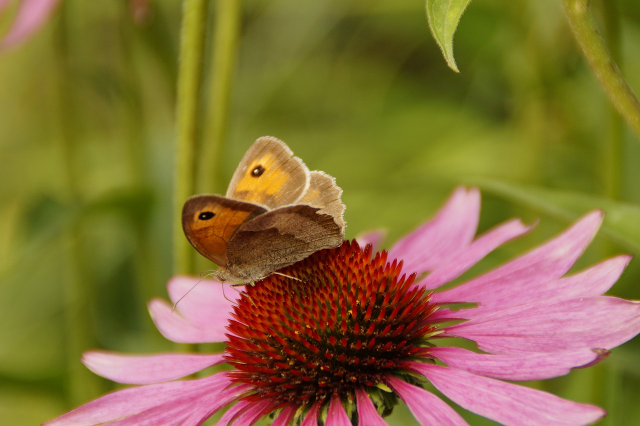 Echinacea, Saulės Skrybėlė, Žiedas, Žydėti, Gėlė, Rožinis, Gamta, Flora, Sodas, Augalas