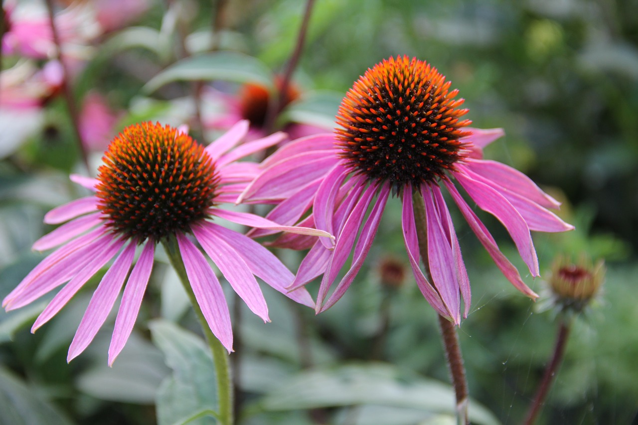 Echinacea, Vaistinis Augalas, Saulės Skrybėlė, Violetinė, Nemokamos Nuotraukos,  Nemokama Licenzija