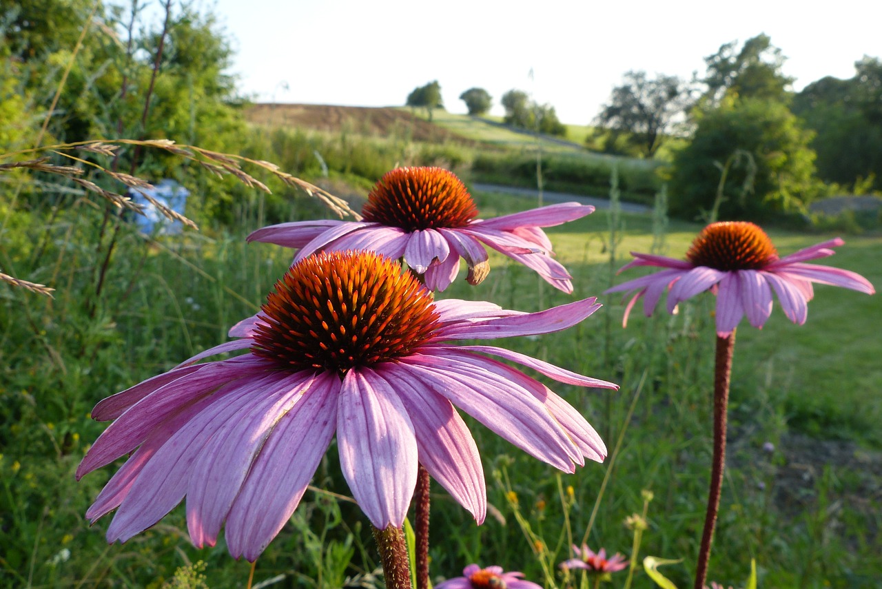 Echinacea, Gėlės, Montana, Nemokamos Nuotraukos,  Nemokama Licenzija