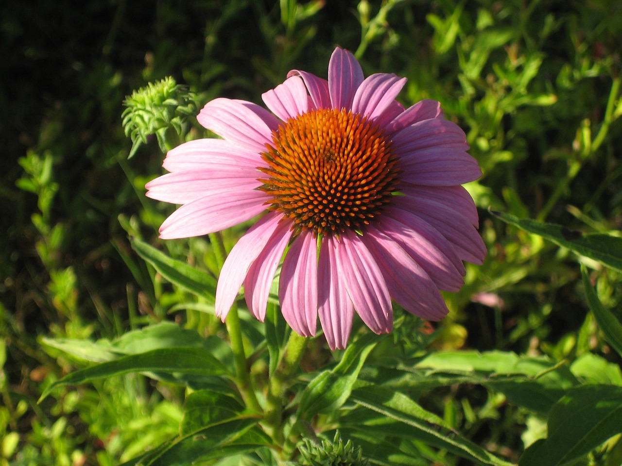 Echinacea, Gėlė, Rožinis, Nemokamos Nuotraukos,  Nemokama Licenzija