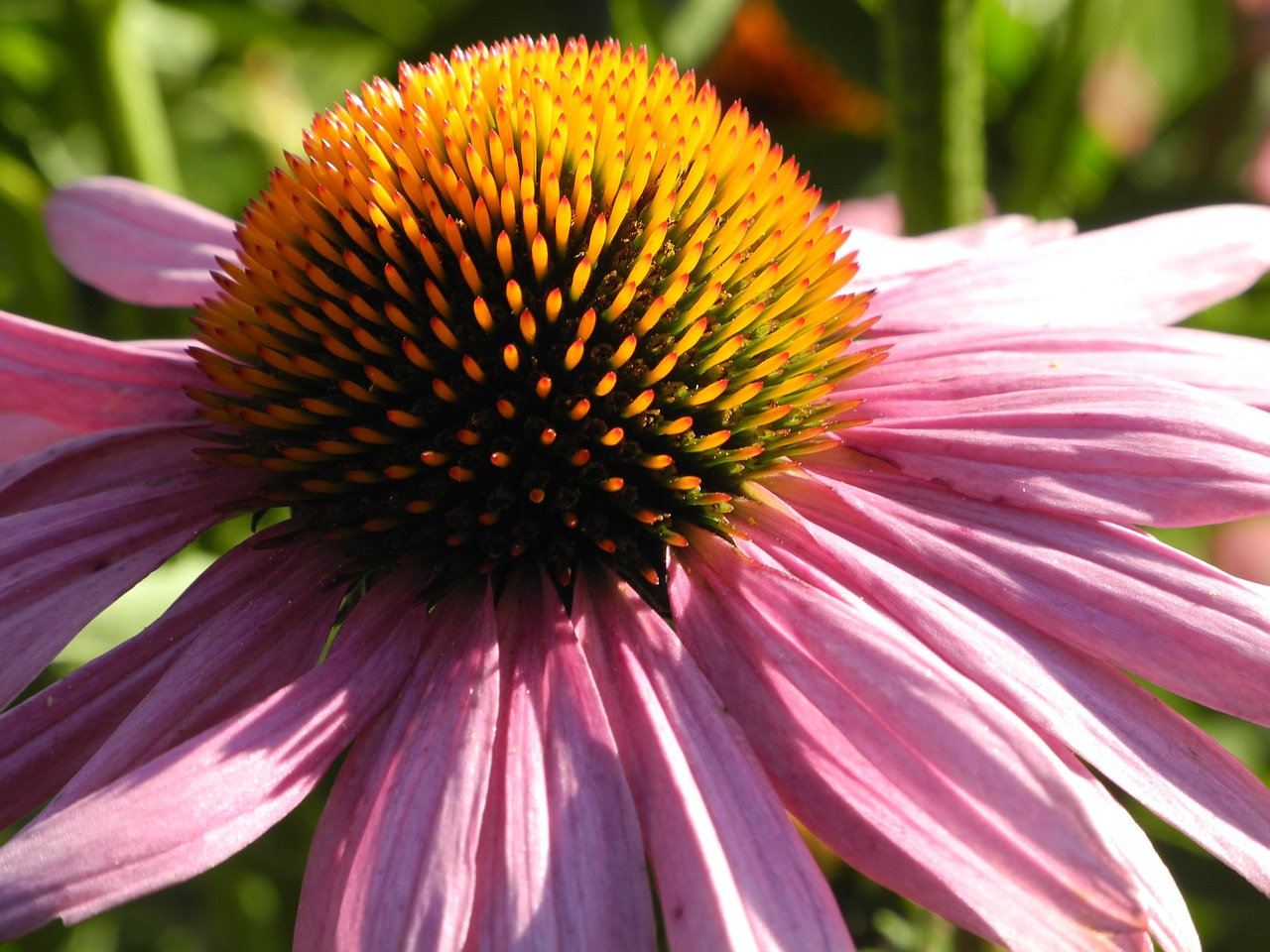 Echinacea, Saulės Skrybėlė, Rožinis, Žiedas, Žydėti, Stiprus, Uždaryti, Rožinė Saulės Skrybėlė, Vaistinis Augalas, Vasara