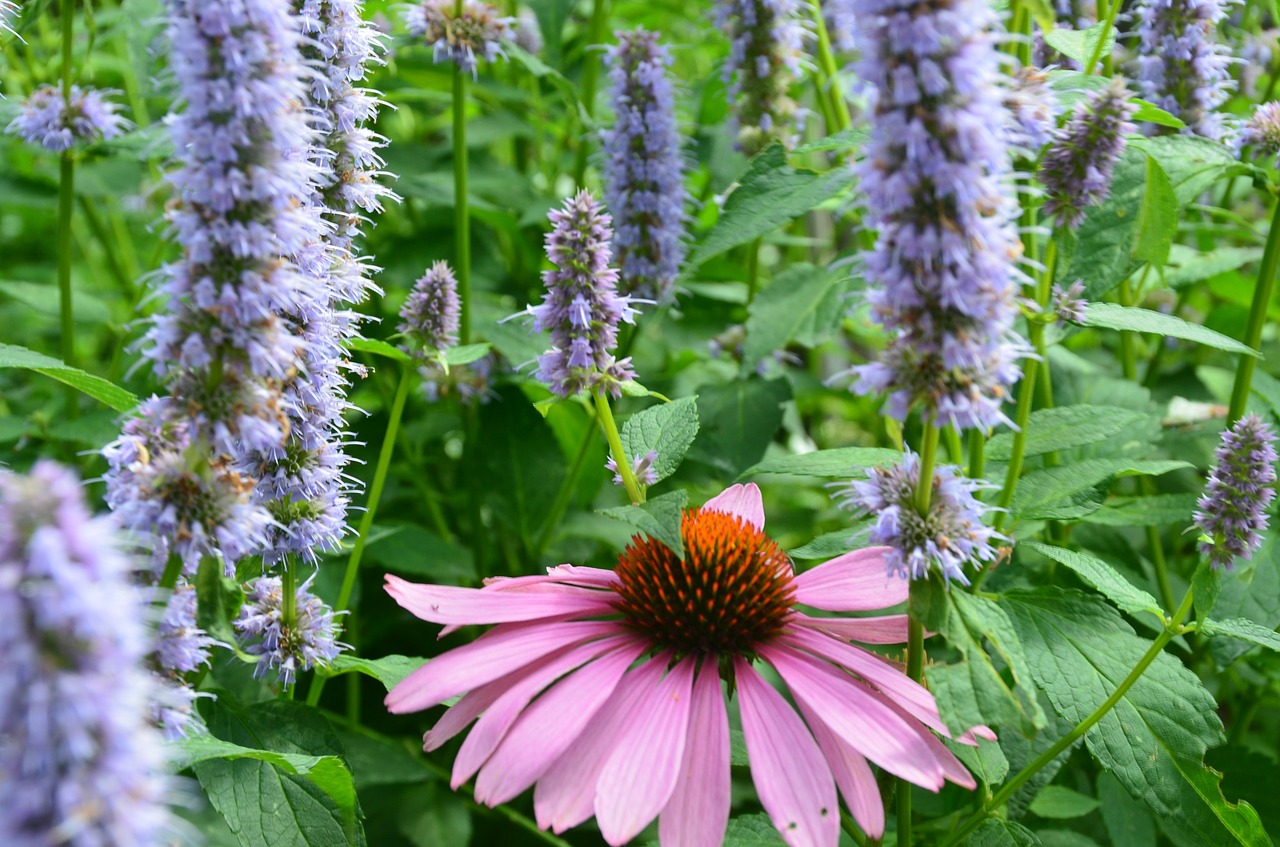 Echinacea, Saulės Skrybėlė, Pieva, Gėlių Pieva, Vasara, Saulė, Augalas, Botanika, Lapai, Rožinis