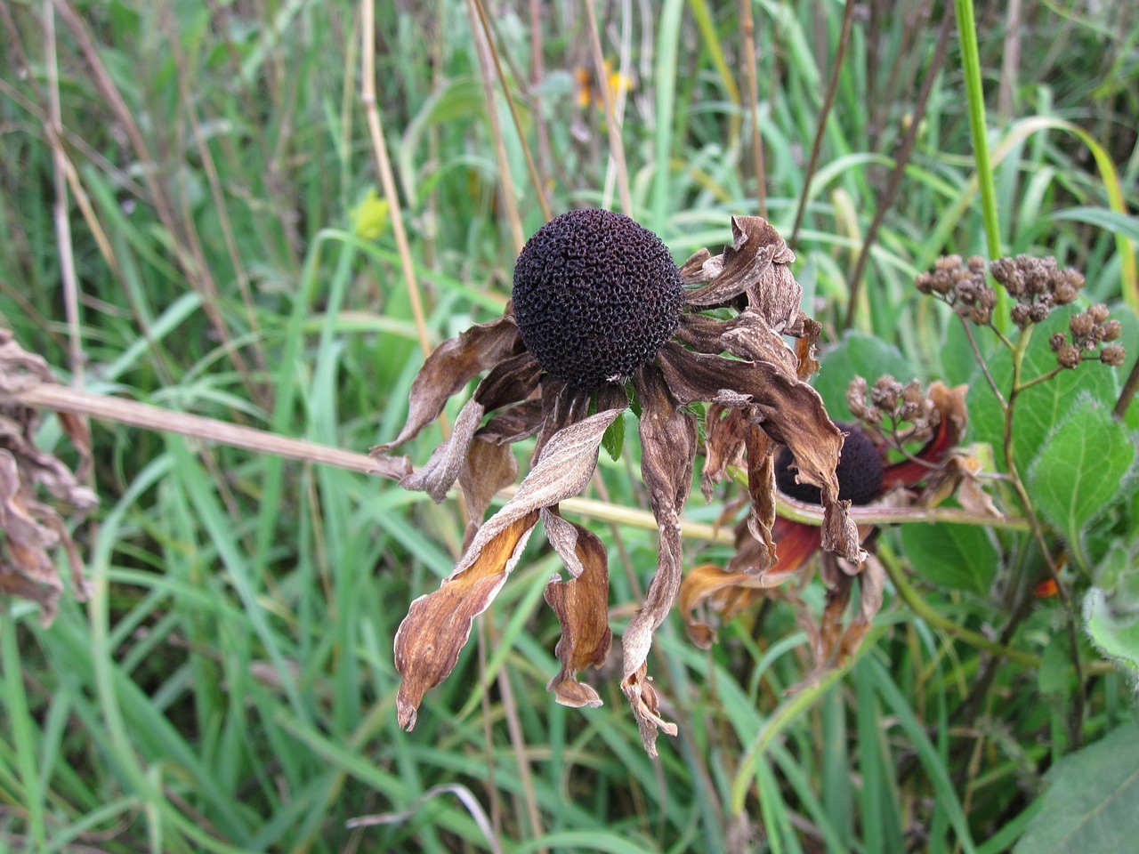 Echinacea,  Wildflower,  Daisy,  Dygliuota Veislė,  Žydėti,  Flora,  Žiedas,  Botanika,  Makro,  Nudrus