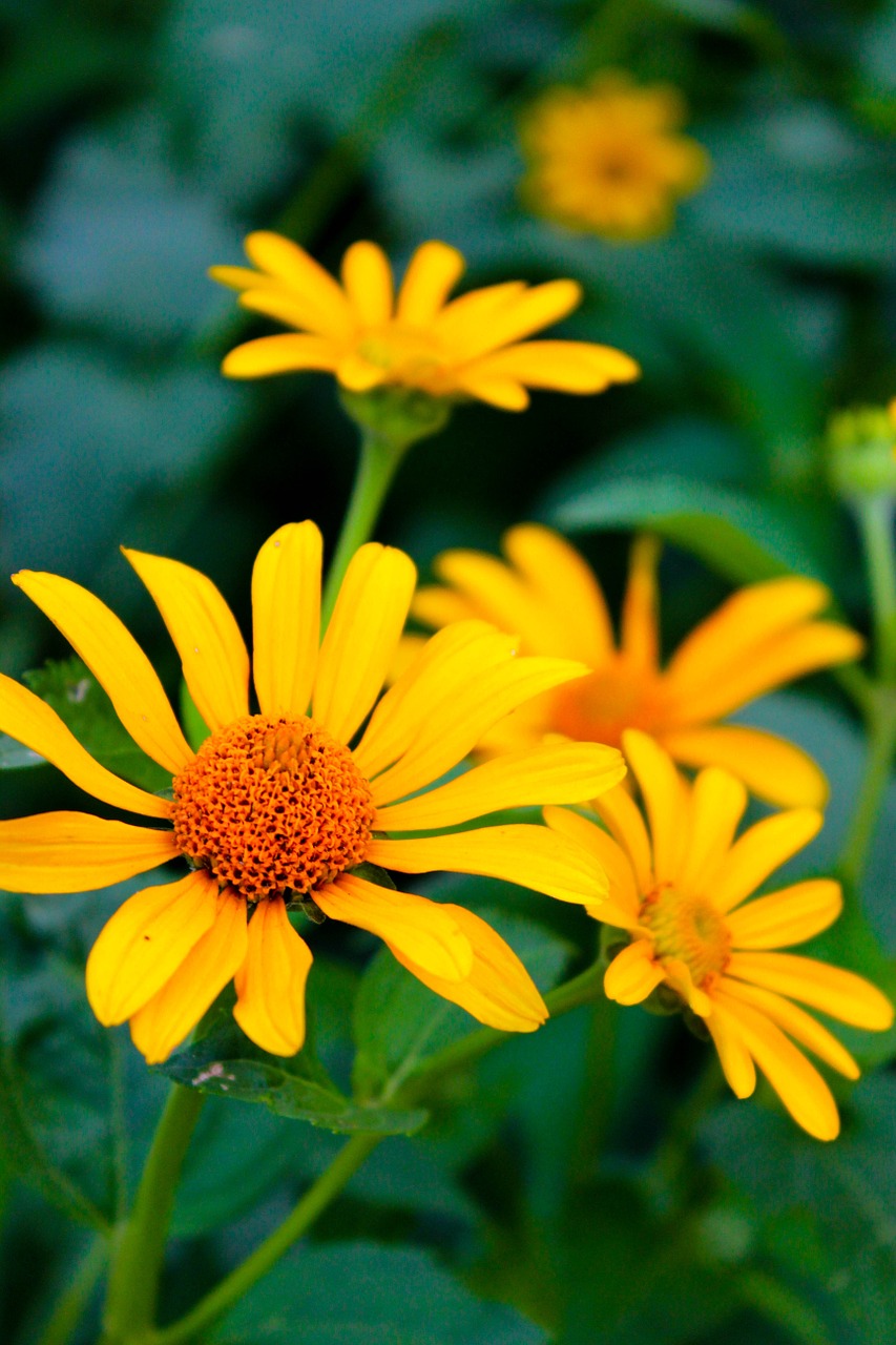 Echinacea, Oranzhevaya, Gėlės, Daisy, Geltona, Vasara, Saulė, Geltona Gėlė, Vasaros Gėlė, Rudbeckia Fulgida