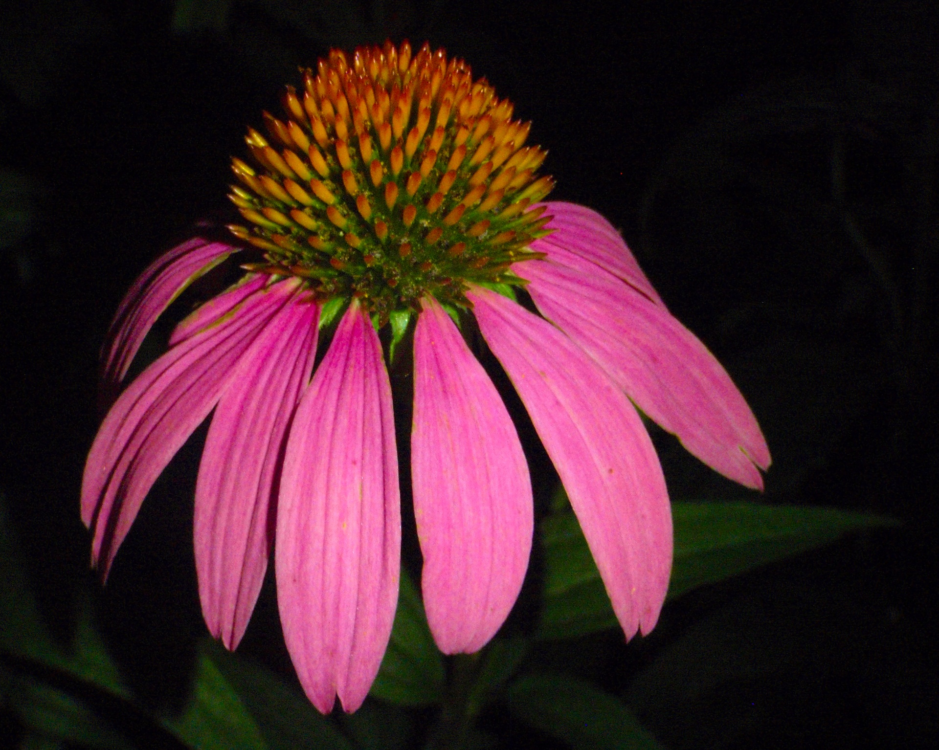 Dygliuota Veislė,  Echinacea,  Gėlė,  Daugiametis,  Sodas,  Žydėti,  Echinacea,  Grynakraujis, Nemokamos Nuotraukos,  Nemokama Licenzija