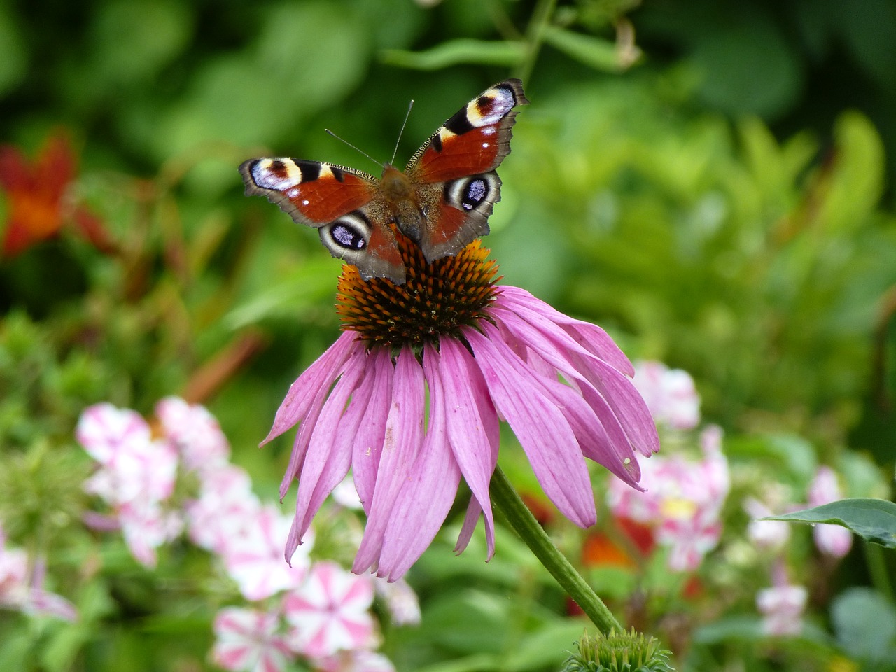 Echinacea Purpurea, Vasara, Krūmas, Nemokamos Nuotraukos,  Nemokama Licenzija