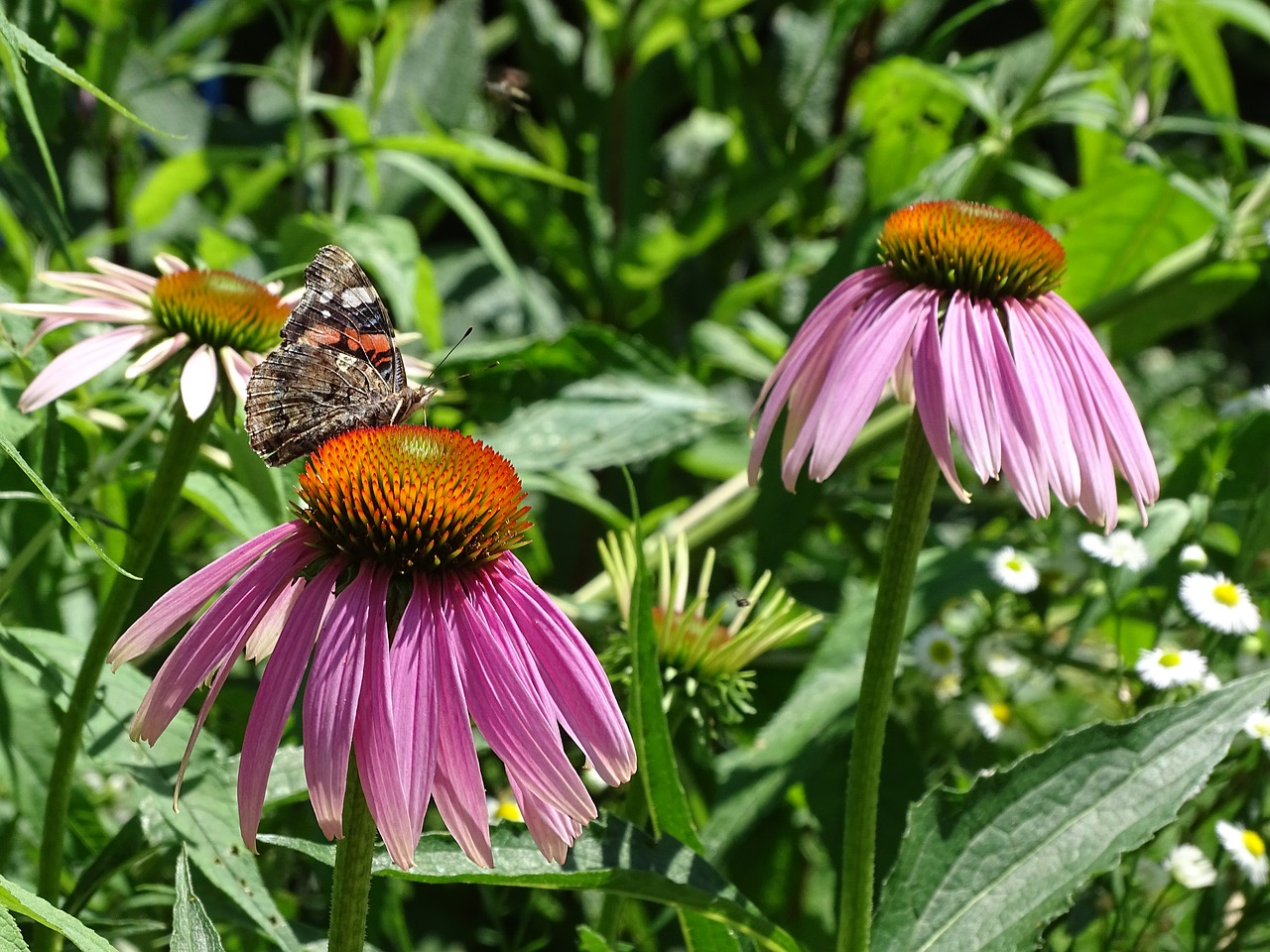 Echinacea Purpurea, Saulės Skrybėlė, Echinacea, Raudona Švytėlydžio Violetinė Žievė, Violetinė Spindesys Sonnenhut, Rožinė Saulės Skrybėlė, Šviečianti Jautiena, Violetinė Voveraitė, Dygliuota Veislė, Vaistinis Augalas