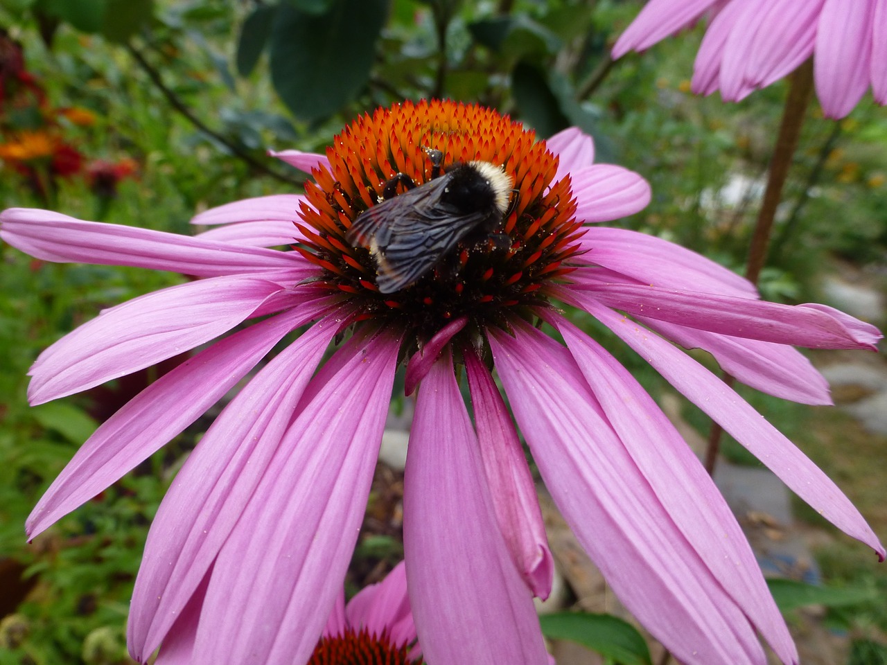 Echinacea Purpurea, Violetinė Kūgio Gėlė, Žydi, Vasara, Bičių, Apdulkintojas, Apdulkinimas, Nemokamos Nuotraukos,  Nemokama Licenzija