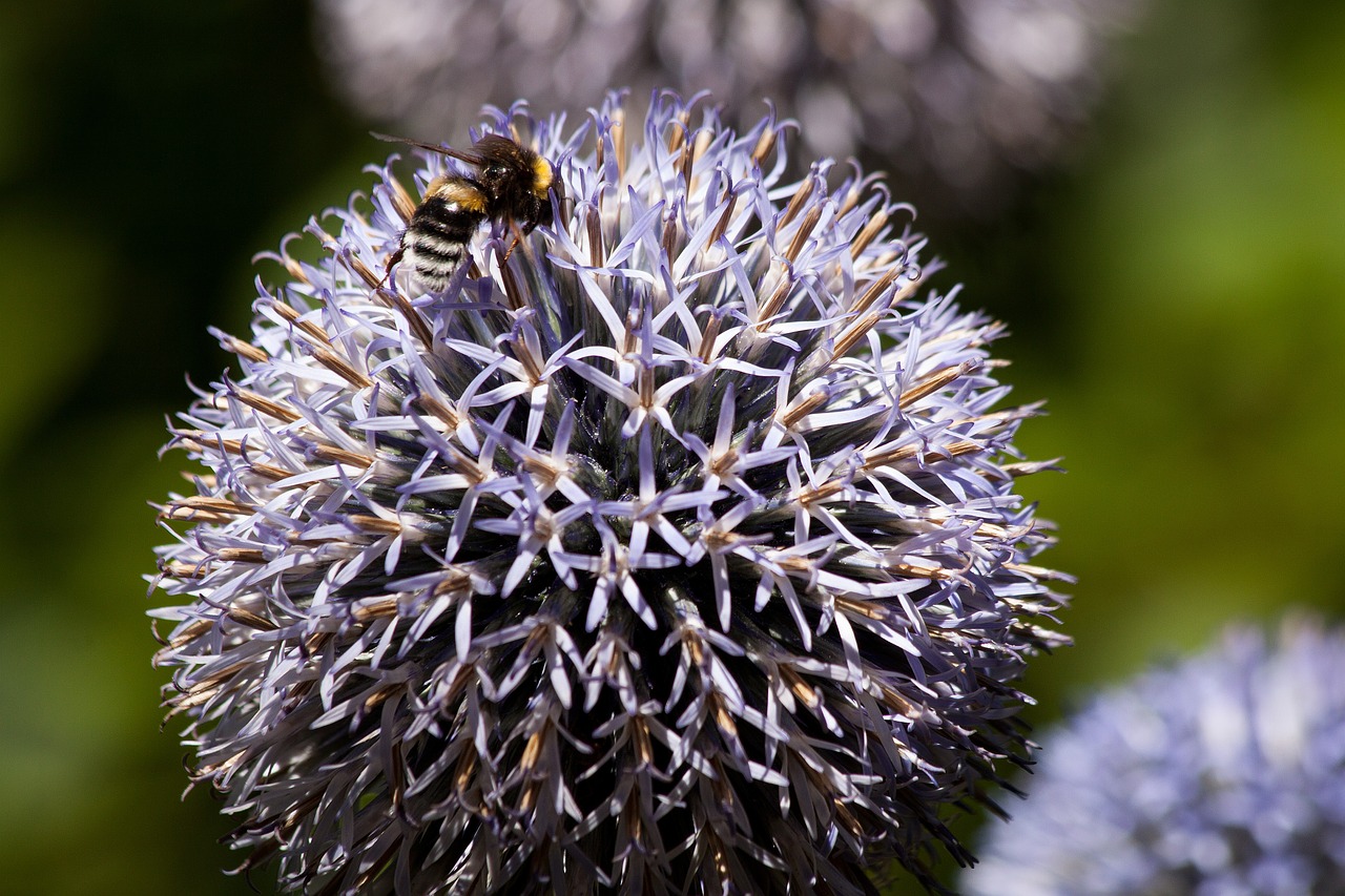 Echinops, Kompozitai, Flora, Augalas, Hummel, Bombas, Vabzdys, Žalias, Mėlynas, Balta