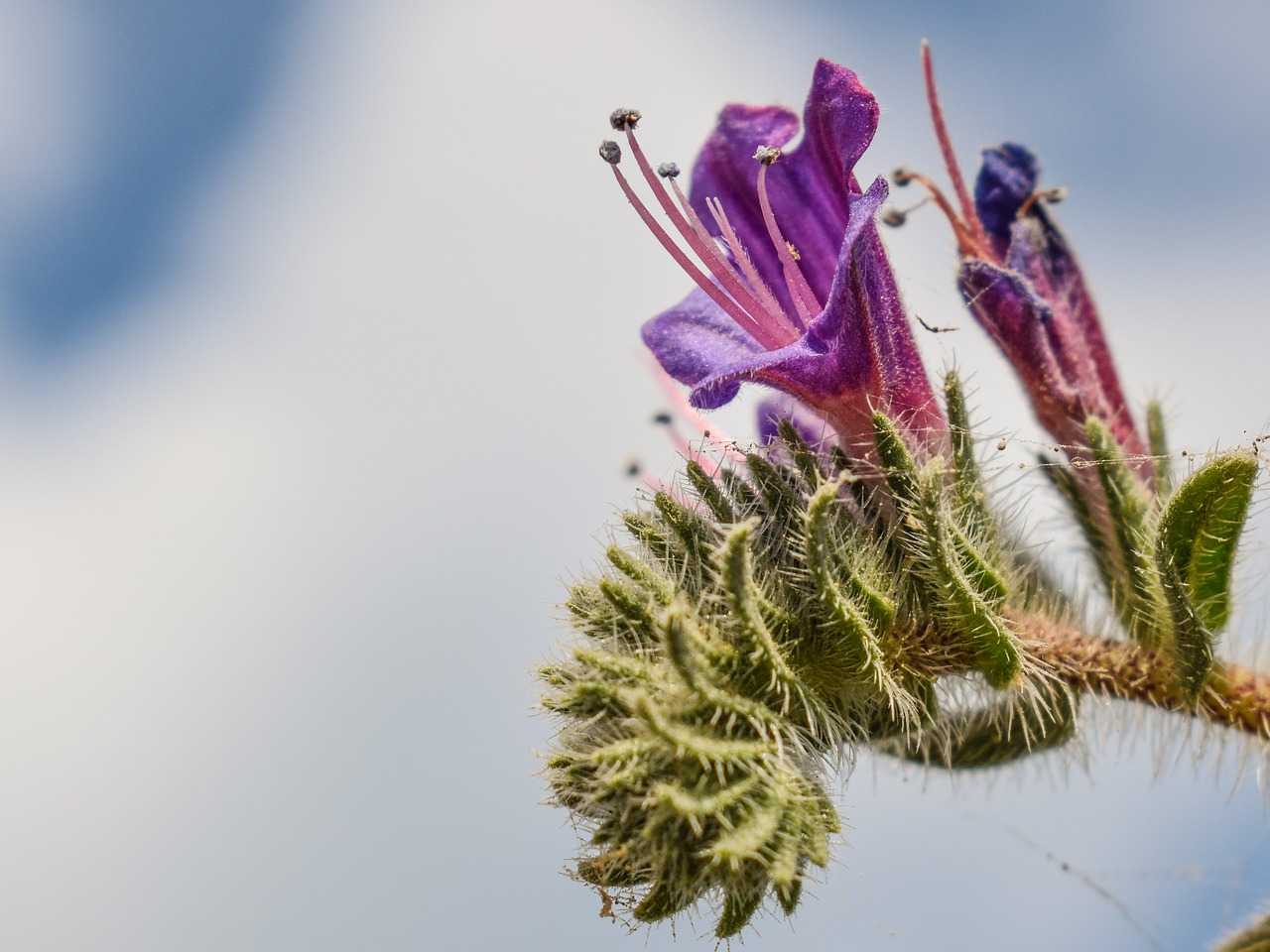 Echium Angustifolium, Wildflower, Violetinė, Gėlė, Tuti, Pavasaris, Žiedas, Žydi, Flora, Kipras