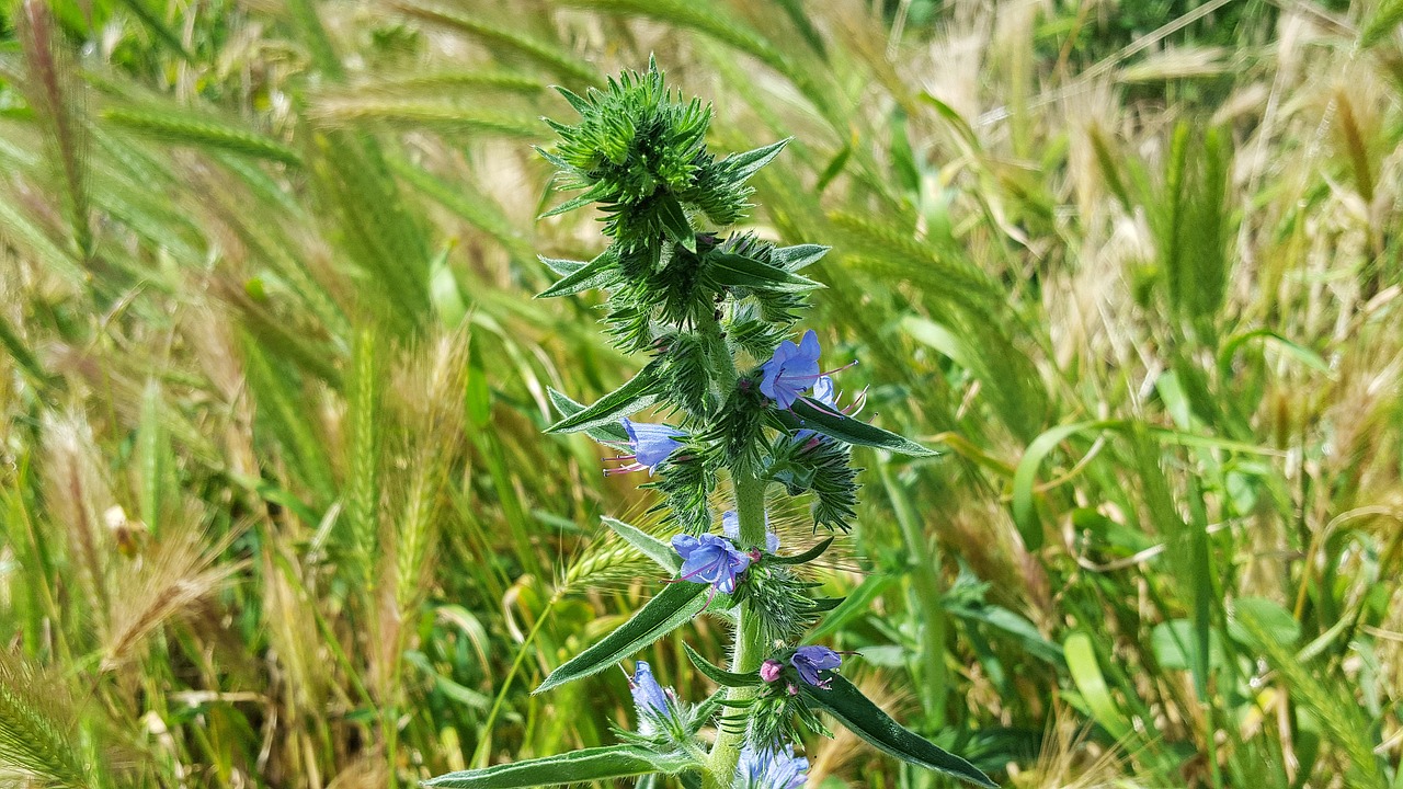 Echium Vulgare, Mėlynmedžiais, Viper Bugloss, Bugloss, Flora, Vulgare, Echium, Laukinis Augalas, Vaistinis Augalas, Medicinos