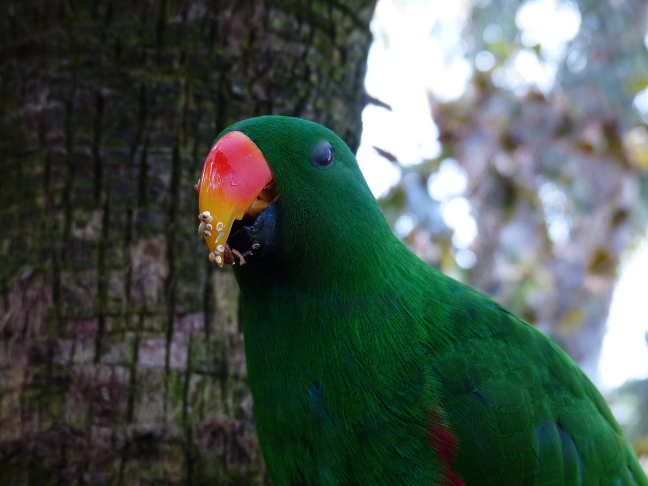 Eclectus, Papūga, Maistas, Maitinimas, Sąskaitą, Eclectus Papūga, Paukštis, Eclectus Roratus, Spalvinga, Vyrai