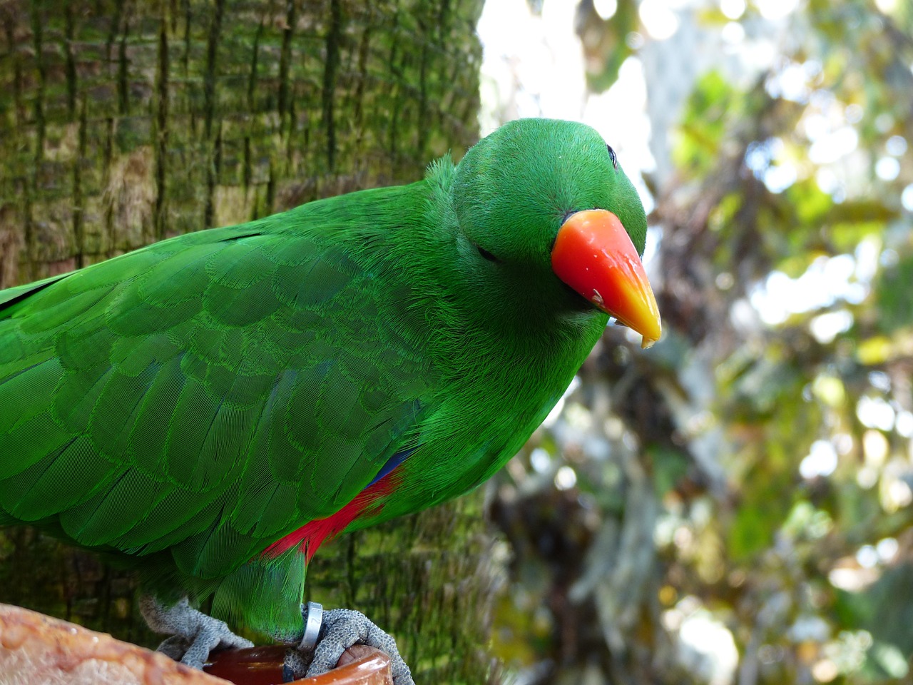 Eclectus Papūga, Papūga, Sąskaitą, Raudona Oranžinė, Paukštis, Eclectus Roratus, Spalvinga, Vyrai, Eclectus, Žalias